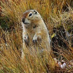 Fernglas Naturbeobachtung
