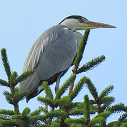 Fernglas Vogelbeobachtung