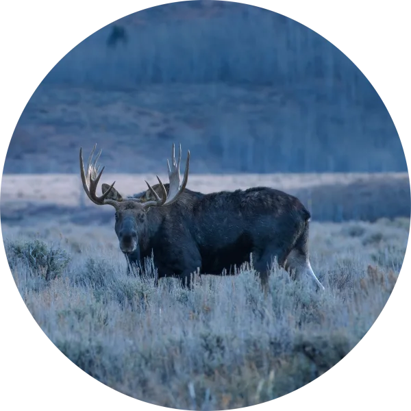 AFL Antibeschlag Linse Swarovski Optik Image