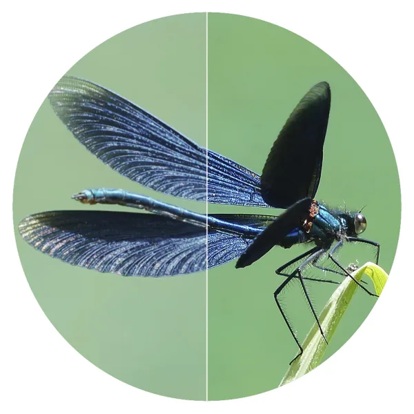 Swarovision 10x42 Bildschärfe