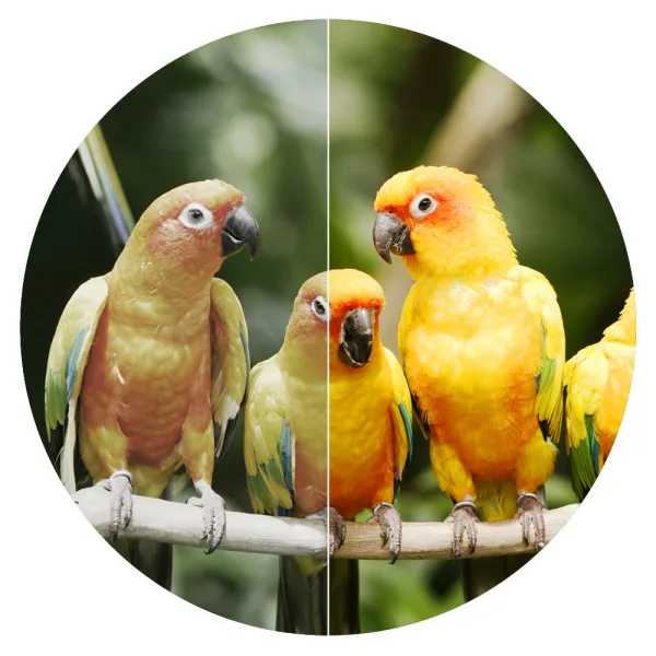 Swarovision 10x42 Farbtreue