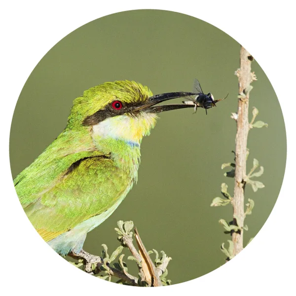 Swarovision 10x42 Höchstleistung