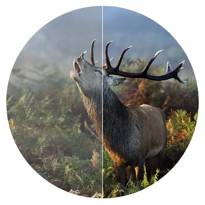 NL Pure 10×42 Fernglas | maximale Farbtreue