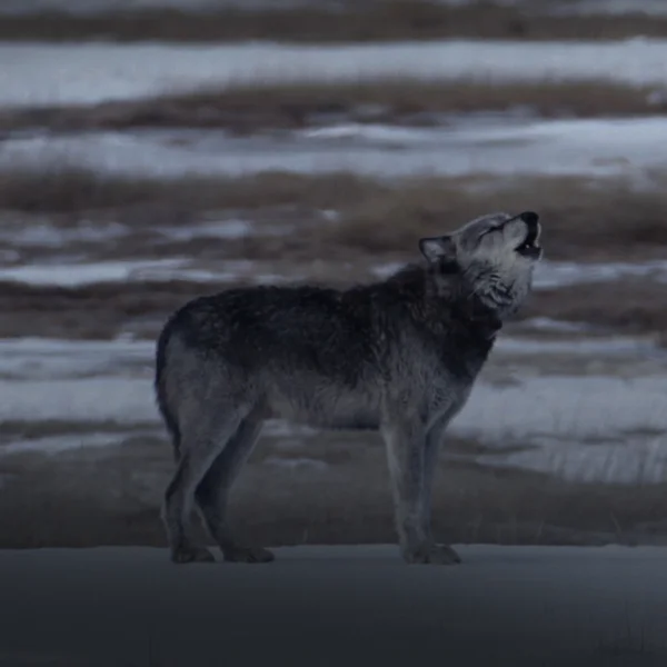 Wärmebild Kälte Hikmicro